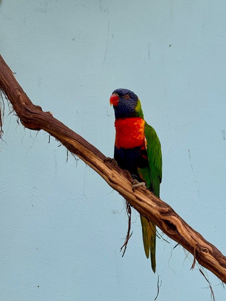 A rainbow lorikeet sits on a branch